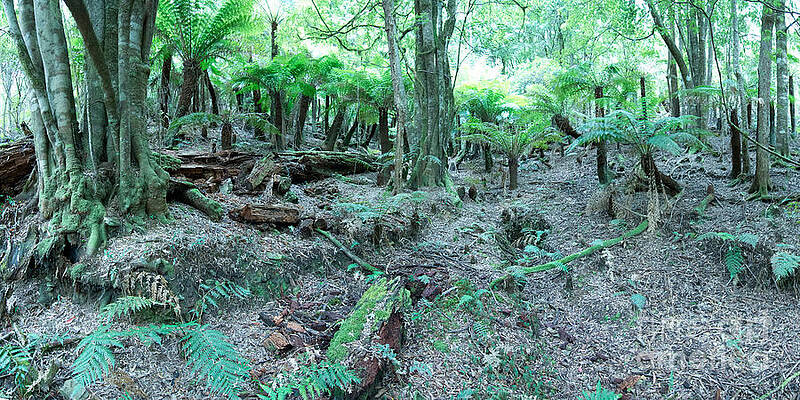 Rain Forest Pocket in the Monga National Park B by Peter Kneen Rain Forest Pocket in the Monga National Park B by Peter Kneen