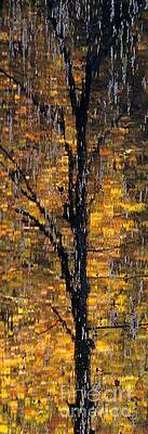 Wall Art - Photograph - Rain Tree A Photographic Abstraction by John Harmon