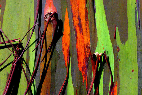 Rainbow Eucalyptus 2 by Mike Neal Rainbow Eucalyptus 2 by Mike Neal