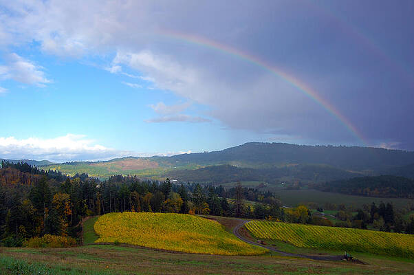 Rainbow Over Vineyard by Sherrie Triest Rainbow Over Vineyard by Sherrie Triest