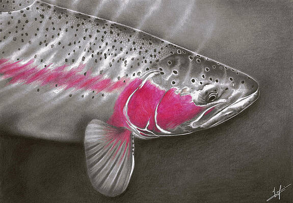 Fly Fishing Drawings for Sale - Fine Art America