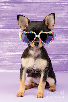 Dog Sunglasses Digital Art for Sale - Pixels