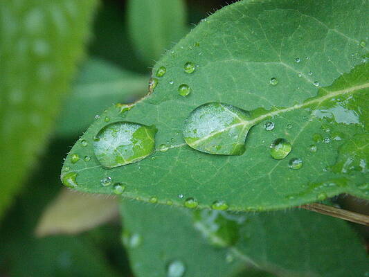 Raindrops II by Danny Cashmore