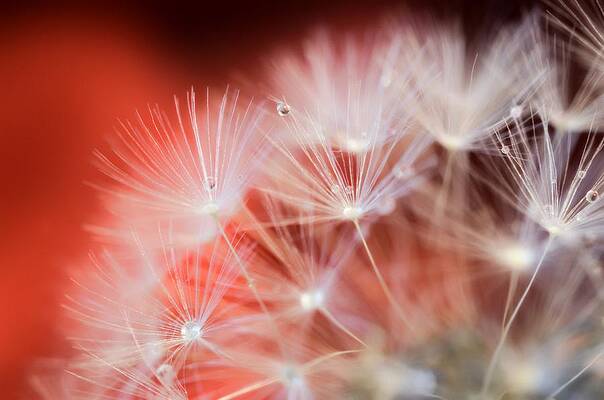 Wall Art - Photograph - Raindrops on Dandelion Red by Marianna Mills