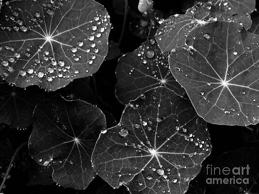 Raindrops on Nasturtium by Gayle Swigart Raindrops on Nasturtium by Gayle Swigart