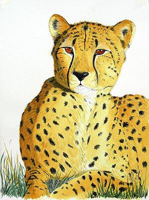 Rajah by Joette Snyder Rajah by Joette Snyder