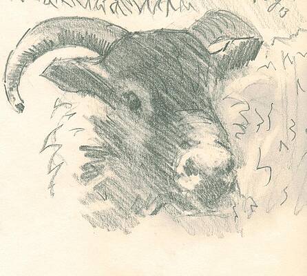 Wall Art - Drawing - Ram with horns sketch by Mike Jory