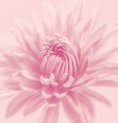 Wall Art - Photograph - Raspberry Smoothie by Kim Hojnacki