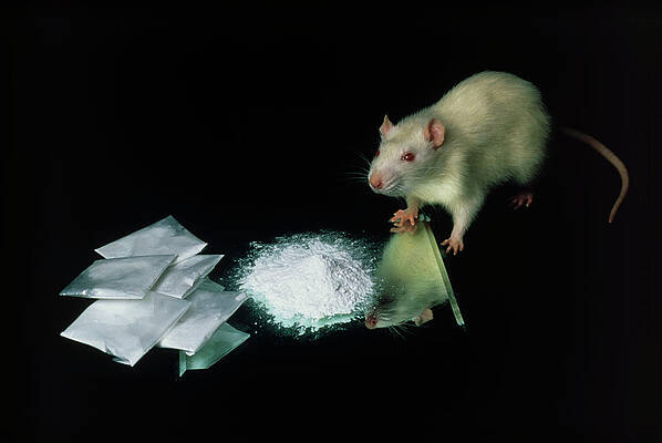 Wall Art - Photograph - Rat With Some Cocaine by Science Photo Library