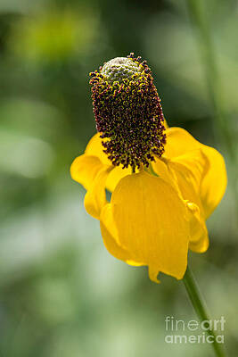 Wall Art - Photograph - Ratibida Columnifera by Bernd Laeschke