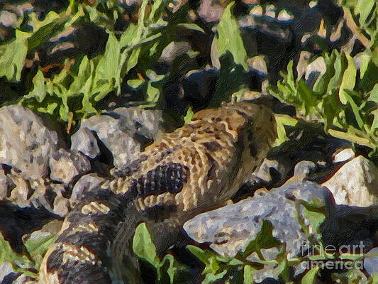 Rattle Snake by Danny Campbell