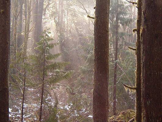 Rays of Light in Forest by Myrna Walsh