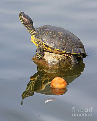 Red-Eared Slider Turtle's Orange by Kenny Bosak Red-Eared Slider Turtle's Orange by Kenny Bosak
