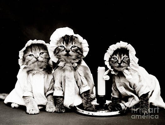 Wall Art - Photograph - Ready For Bed 1914 by Science Source