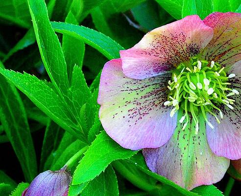 Ready for the bees by Dave Hrusecky