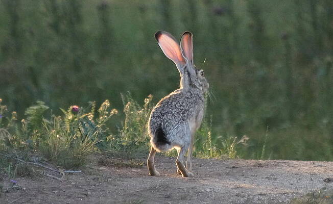 Ready to Run by Jeff Waugh