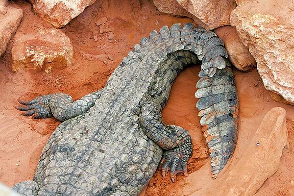 Wall Art - Photograph - Rear And Tail Of A Nile Crocodile by Science Photo Library