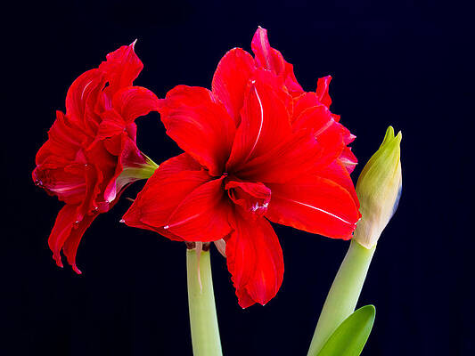 Wall Art - Photograph - Red Amaryllis by Mark Llewellyn