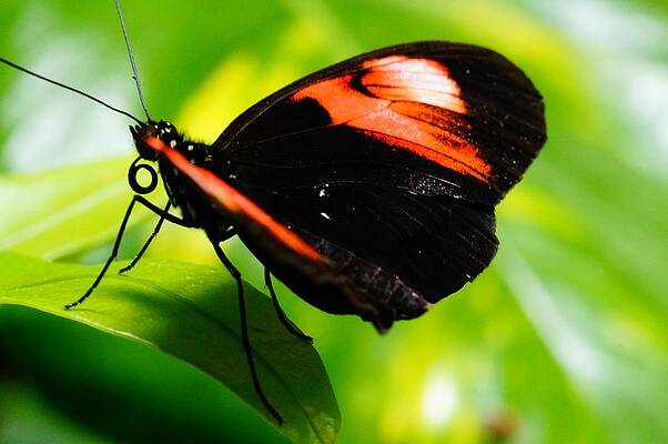 Wall Art - Photograph - Red and Black Butterfly on Leaf by Mike Murdock