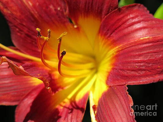 Red and Yellow Day Lily by HEVi FineArt Red and Yellow Day Lily by HEVi FineArt