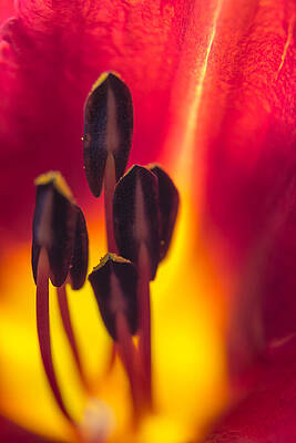 Red and Yellow Lily by David Weisbach