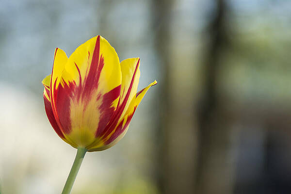 Wall Art - Photograph - Red and Yellow Tulip on Blurred Background by Photographic Arts And Design Studio