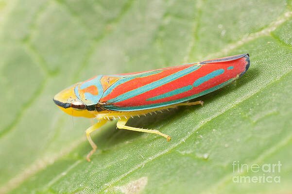 Wall Art featuring the photograph Red-banded Leafhopper by Clarence Holmes