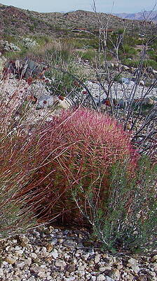 Red Barrel Cactus by Joseph Litzinger Red Barrel Cactus by Joseph Litzinger