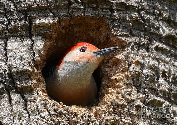 Wall Art - Photograph - Red Bellied Woodpecker Nesting In A Palm Tree by Kathy Baccari