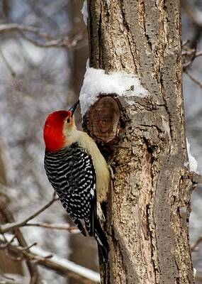 Wall Art - Photograph - Red-belly by Peggy King