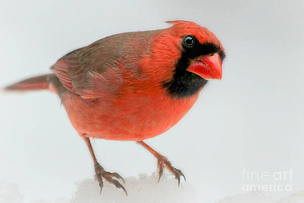 Red Cardinal in snow by Heidi Farmer Red Cardinal in snow by Heidi Farmer