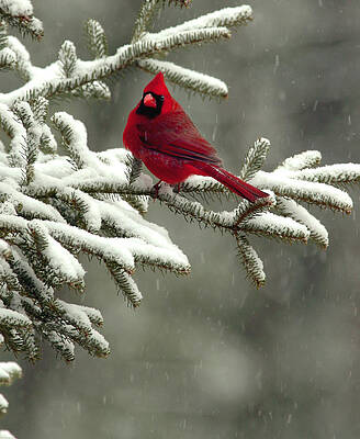 Red Cardinal in Winter by J Brett Whitesell