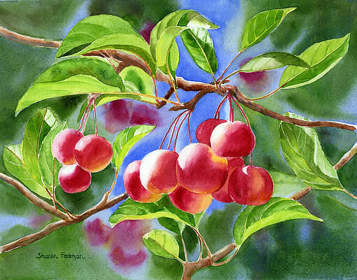 Wall Art - Painting - Red Crab Apples with Background by Sharon Freeman