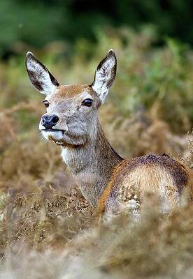 Wall Art - Photograph - Red Deer Doe by Science Photo Library