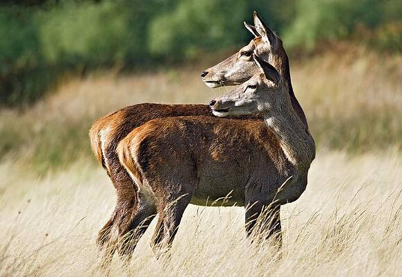 Wall Art - Photograph - Red Deer Does by Science Photo Library