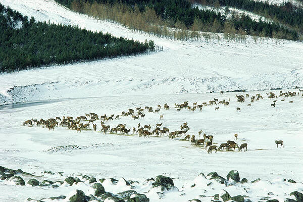 Wall Art - Photograph - Red Deer by Science Photo Library