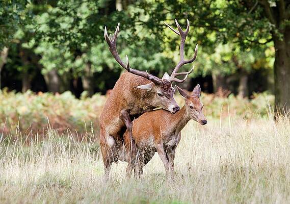 Wall Art - Photograph - Red Deer Mating by Science Photo Library