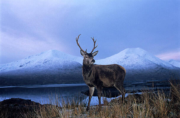 Wall Art - Photograph - Red Deer Stag by Science Photo Library