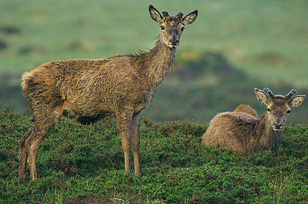 Wall Art - Photograph - Red Deer Stag In Summer by Science Photo Library