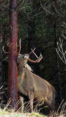 Wall Art - Photograph - Red Deer Stag Scent Marking by Science Photo Library
