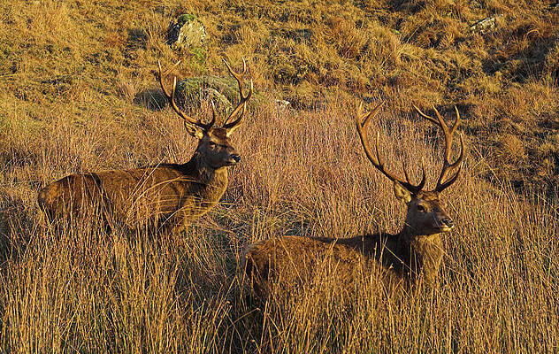 Wall Art - Photograph - Red Deer Stags by Science Photo Library