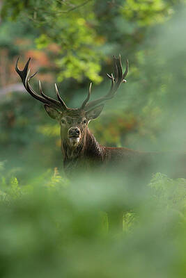 Red Deercervus Elaphus Print by Damiankuzdak