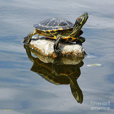 Red Eared Turtle with Mirror Image Reflection by Kenny Bosak Red Eared Turtle with Mirror Image Reflection by Kenny Bosak
