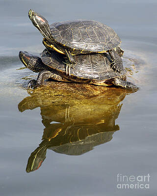 Red-Eared Turtles - Seeing Double by Kenny Bosak Red-Eared Turtles - Seeing Double by Kenny Bosak