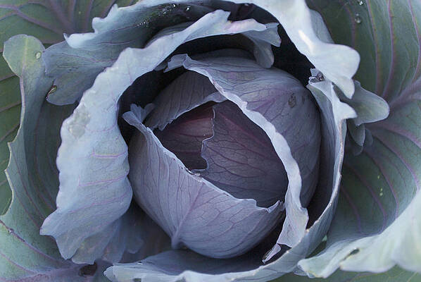 Red Express Cabbage by Steve Masley