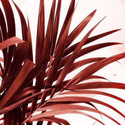Wall Art - Photograph - Red Fern --- Check Out More Of My by Mark David Gerson