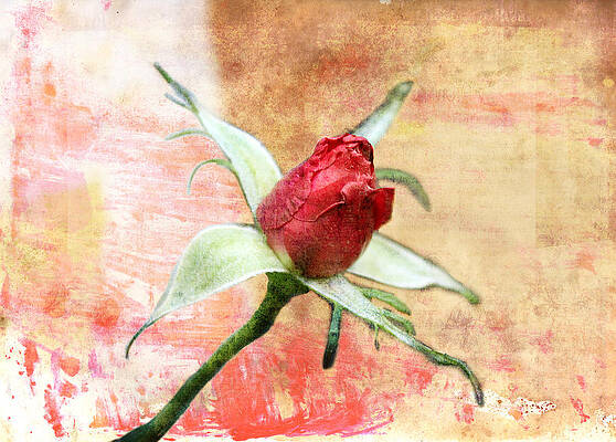 Red Flower 1 by Helene U Taylor Red Flower 1 by Helene U Taylor