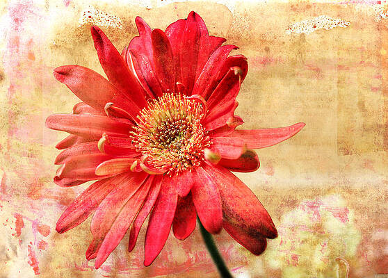 Red Flower 2 by Helene U Taylor Red Flower 2 by Helene U Taylor