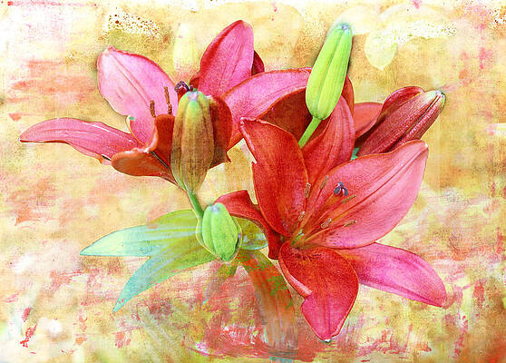 Red Flower 3 by Helene U Taylor Red Flower 3 by Helene U Taylor