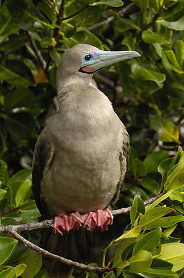 Wall Art - Photograph - Red-footed Booby Portrait Galapagos by Pete Oxford
